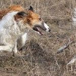 Greyhound Taigan - vânătoare și pescuit în Rusia și în străinătate