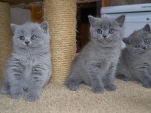 British Shorthair