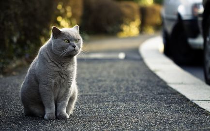 Британська короткошерста кішка опис, характер
