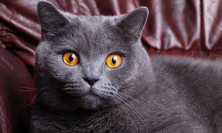 British Shorthair cat descriere, natura