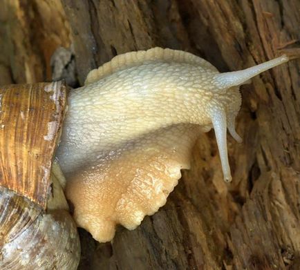 Черевоногих молюск - виноградна равлик