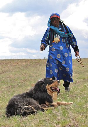 Burját-mongol farkaskutya