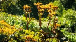Ligularia (felszerelés és más faj, fajta) - ültetés és gondozás, napos nyári tartózkodási