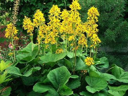 Ligularia dentata különösen ültetés és karbantartása növények