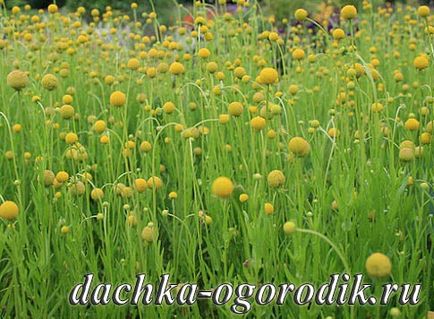 Цефалофора ароматна сунична трава