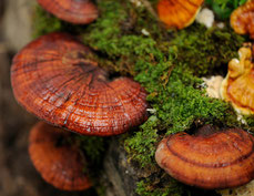 Цілющі властивості тритерпеноїдів гриба рейши - природа проти раку