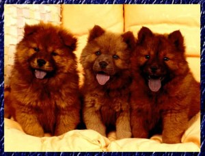 Chow-chow - câine, lins cerul