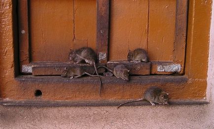 Ce sunt frică de șobolani și metode de a scăpa de rozătoare