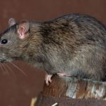 Ce sunt frică de șobolani și metode de a scăpa de rozătoare
