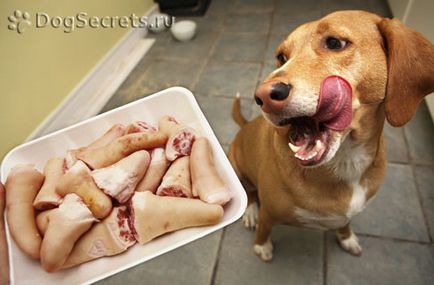 Cum să hrănești un câine