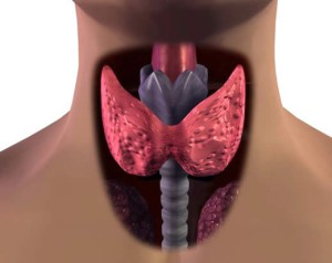 Chisturile multiple ale glandei tiroide sunt periculoase, adevărul lor