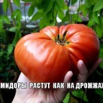 Чим корисні помідори для організму людини