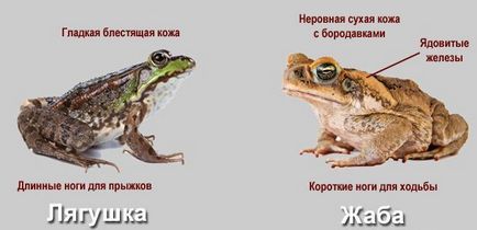Чим схожі і чим різняться жаба і жаба