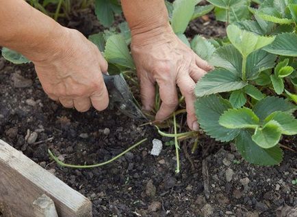 Ce să fertilizeze căpșunile după recoltare video