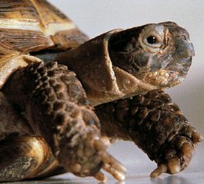 Turtle conținutul de broască țestoasă, apă