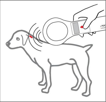Чіпування собак і кішок - ветеринарний центр сузір'я (москва, СВАО, вднх)