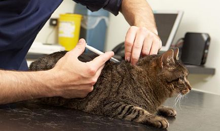 Chipping cîini și pisici - constelația centrelor veterinare (moscow, pile, dvhnh)