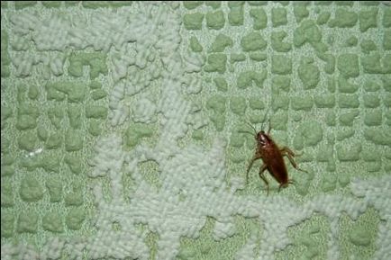 Ce trebuie să faceți în cazul în care gândacii se strecoară de la vecini