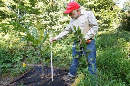 Ce să planteze pe dacha caracteristici cedru, mesteacăn, brad, salcie, mere, fotografii și video