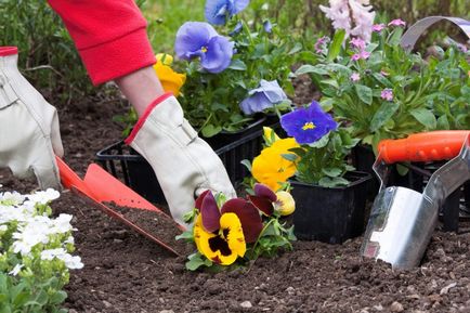 Pansy flori de plantare și de îngrijire în aer liber