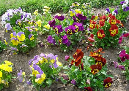 Pansy virágok ültetése és gondozása a nyílt terepen