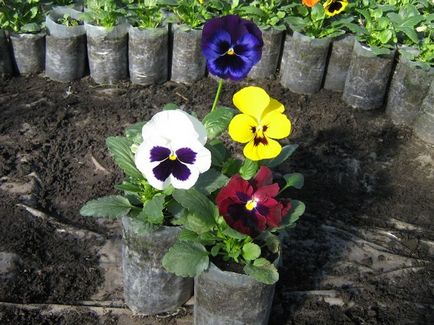 Pansy virágok ültetése és gondozása a nyílt terepen