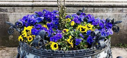 Pansy flori de plantare și de îngrijire în aer liber