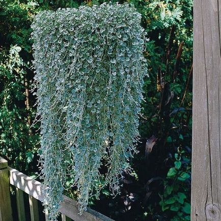 Квіти Діхондра ампельна на фото «срібний водоспад» і «смарагдовий водоспад», посадка і догляд