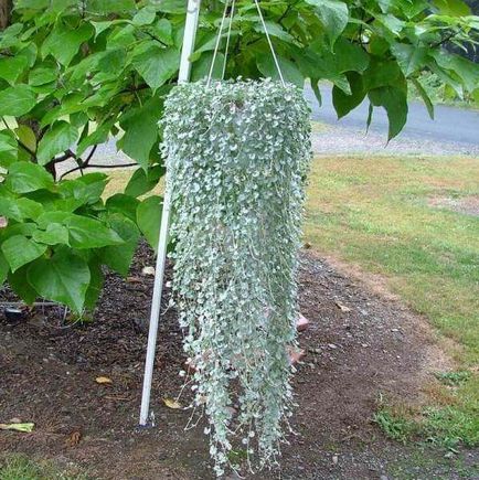 Квіти Діхондра ампельна на фото «срібний водоспад» і «смарагдовий водоспад», посадка і догляд