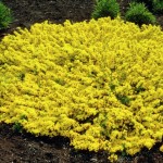 Cytisus lena-рокитник lena