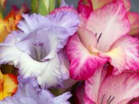 Diviziunea de tuberculi begonii și caladium, flori în casă (gospodărie)
