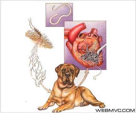 Dirofilariasisul câinilor (dirofilarioses canum)