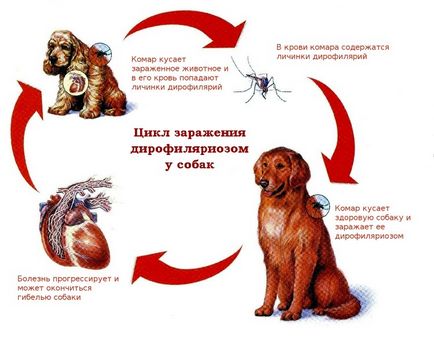 Dirofililoza la câini simptome și tratament