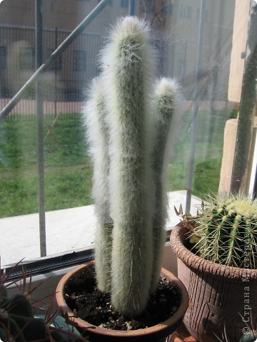 Hosszú kaktusz hozhat kellemetlenség