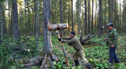 Видобуток кедрового горіха