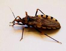 Acasă bug-uri ce fel de insecte și cum să scapi de ele