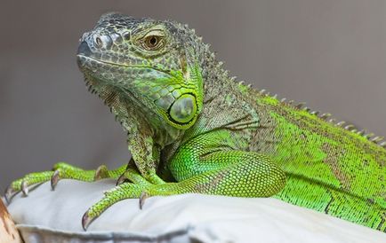 Acasă verde iguana - un mic exot în casa ta - zooterritory