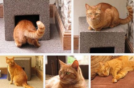 Будиночок для кішки з картонної коробки