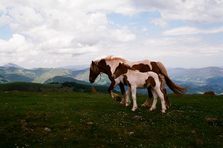 Dragi pelerini