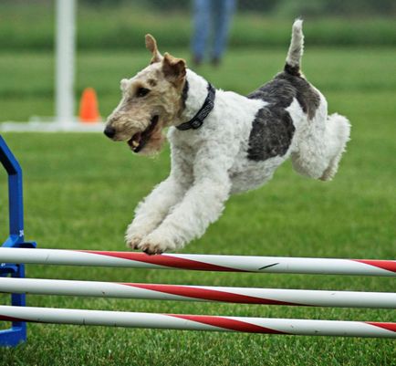 Formare fox terrier, fox terrier blond și strat brut, fox terrier club