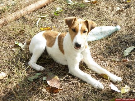 Formare fox terrier, fox terrier blond și strat brut, fox terrier club