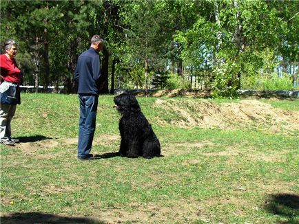 Antrenament individual și nu numai - formare și corectare comportamentală - câini Baikal