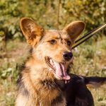 Mongrelul, în loc de un câine de rasă - un fond care să ajute animalele fără adăpost - Ray