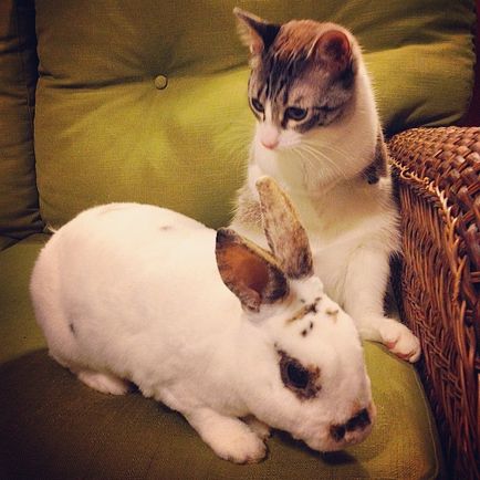 Duplicat - cat-bunny-py - o stea instagramă mică - în lumea interesantă