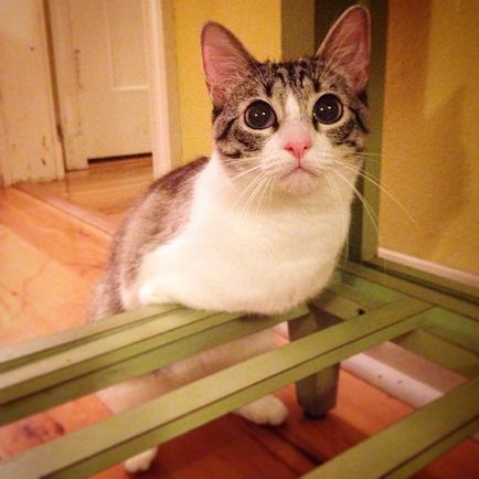 Двухлапая - кішка-зайчик - ру - маленька зірка instagram - в світі цікавого