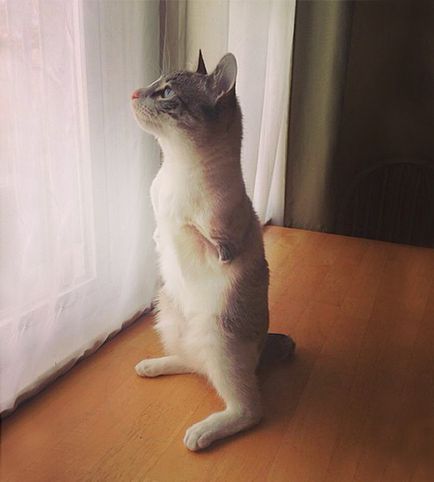 Двухлапая - кішка-зайчик - ру - маленька зірка instagram - в світі цікавого