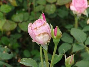 Moduri ecologice sigure de combatere a dăunătorilor de trandafiri