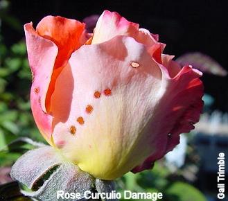 Екологічно безпечні способи боротьби з шкідниками троянд