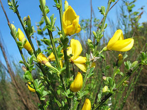 Enciclopedia de plante