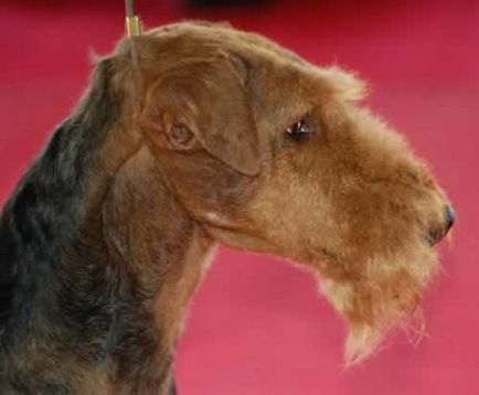 Ердельтер'єр (airedale terrier) - сторінка 2 - великі і середні тер'єри - форум хортів порід собак